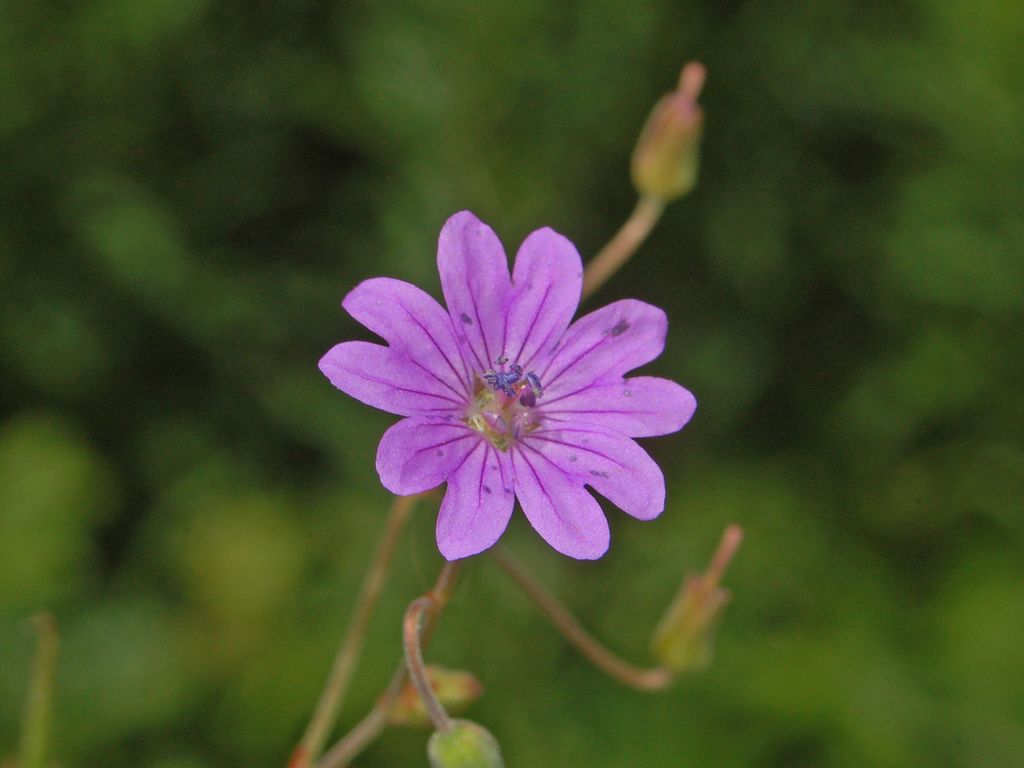 Geranium molle